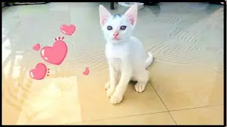 Cute Kittens | Kittens Playing | Little Kittens