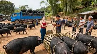315 Days Build Many Pig Pens, Harvesting a Lot of Pigs to Sell | Dao’s Country Life
