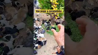 Vou pegar o caramelinho na corrida 🥳😲 #pets #shorts