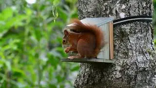 Squirrel Photography & Videography