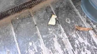 Ants carrying a chip