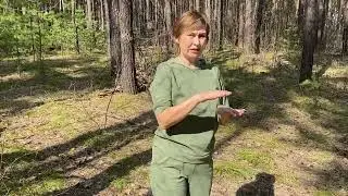 Выехали в лес. Лесная прогулка, энергия леса оздоравливает и успокаивает.