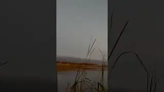 Охота на утку с собакой 2023 осень