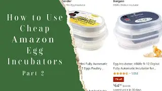 Cheap Amazon 12 Egg Incubator [How To Use]