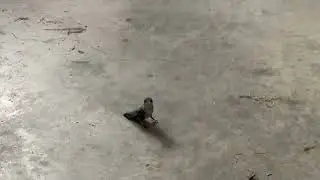 Hummingbird in the garage
