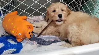 puppy journey begins