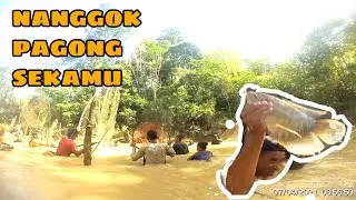 MERIAH ‼️ TRADISI NANGGOK ORANG KALIMANTAN @BIMAVLG