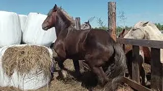 Бешеный жеребец вырвался на свободу