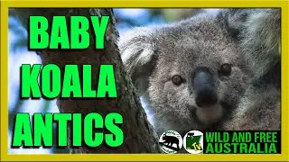Check out Onyx's baby   |    Australia all over koalas