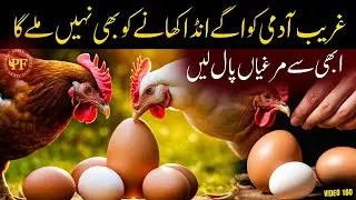 Poultry farming in pakistan | golden chicks farming in pakistan | PAK FARM OFFICIAL | poultry