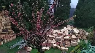 туман, откуда дровишки