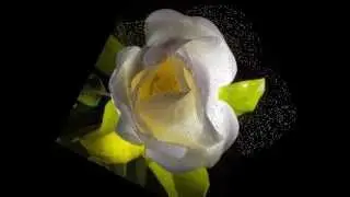 Mystical garden.wmv