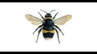 Bumble Bee