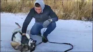 БЛАГОТВОРИТЕЛЬНЫЙ ФОНД ПЖ "ВЕРНОЕ СЕРДЦЕ"