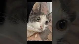 Helping shy rescued kittens adjust to indoor life