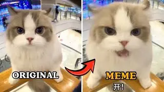 Original video vs meme | CAT MEMES 