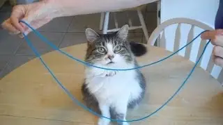 Cheshire Cat string figure (The Smile) - EASY!  LOL