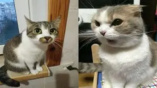 When God sends you a funny cat 🤣 Best of Funny Cat Videos😂 #5