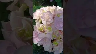 ГОРТЕНЗІЯ DOPPIO EXCELLENT 😍#дачнийагроном #гортензія #сад #квіти #flowers #garden