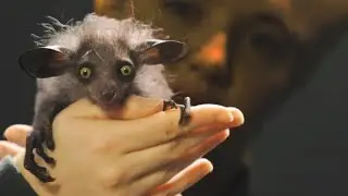 27 Unique Animals You Won’t Believe Exist