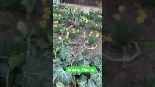 #анапа 15.03.2024 Весна в Анапе #черноеморе #гостагаевская #жизньванапе
