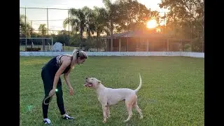 DOGO ARGENTINO - SOCIALIZAÇÃO