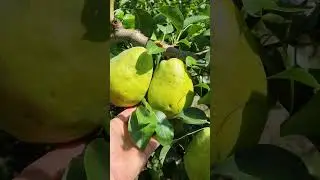 груша Мадам бале вже велетні #садівництво #сад #максимгаранжа