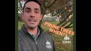 PRUNE TREES WHEN?