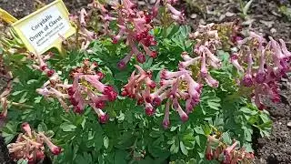 Хохлатка Drop of Claret. Corydalis Drop of Claret