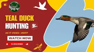 Duck Hunting | Teal | As It Video # 0017