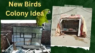 Birds ki new Colony ki Location Mil Gai 🤔🐦   | AHSAN JUTT