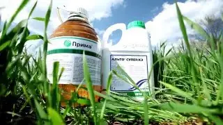 Правила складского хранения семян и средств защиты растений