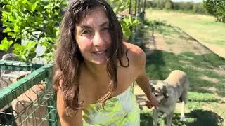 Feeding my Alabai Dogs their Afternoon Meat Snack. How to Raise Animals & Pets on the Raw Food Diet?