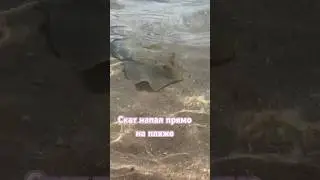 Нападение СКАТА на ПЛЯЖЕ 