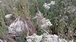 Кардария крупковидная Гутор Галина