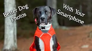 Do this for better photos of your dog with your iPhone