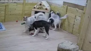 Детки Яники. День сюрпризов у хасят!
