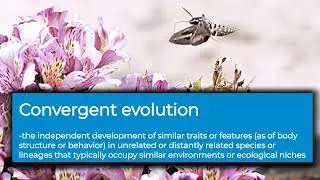 Examples of Convergent Evolution