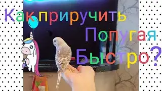 HOW TO QUICKLY TAME A WILD PARROT? It's possible to tame a parrot right after you buy it!