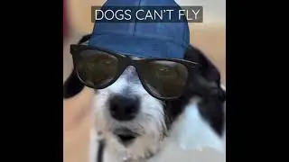 DOGS CAN’T FLY! #shorts
