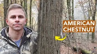 Finding A Decent-Sized American Chestnut Tree