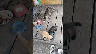 Пушистые бандиты поймали добычу.