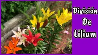 COMO y CUANDO dividir los bulbos de Lilium//lirios//azucenas//lilies