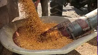 Transferring Corn from Truck to Bin Using an Auger