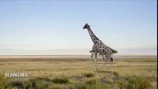 Test animation - Giraffe walk cycle 2B