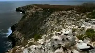 ПТИЦЫ КРОВОПИЙЦЫ ШОК