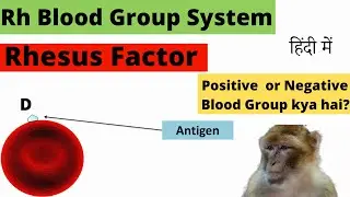 Rh Blood Group System | Rh Blood Grouping | Rhesus Blood Type | Rh system | Rhesus system | Hindi