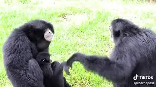 Siamang apes go wild