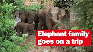 Elephant family goes on a trip
