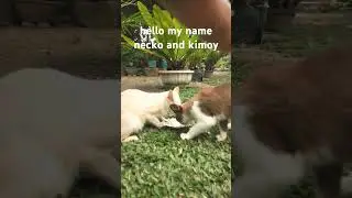 daily necko and kimoy #music #funnycats #catlover #animals